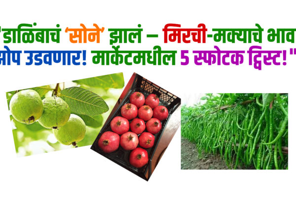 हे पाहिलंच पाहिजे! डाळिंब, तोंडली, पेरू, मिरची आणि मक्याच्या भावात घडले धक्कादायक घडामोडी