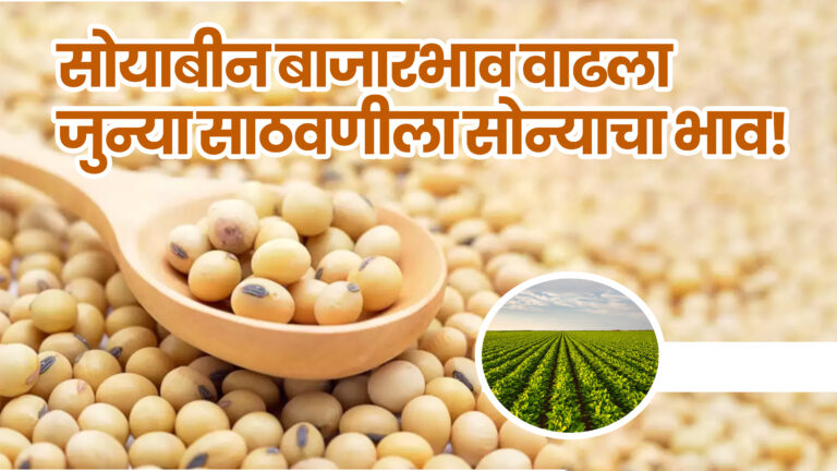 जुन्या सोयाबीनला सोन्याचा भाव! दरवाढीचा हंगाम सुरू – शेतकऱ्यांचे चेहरे फुलले